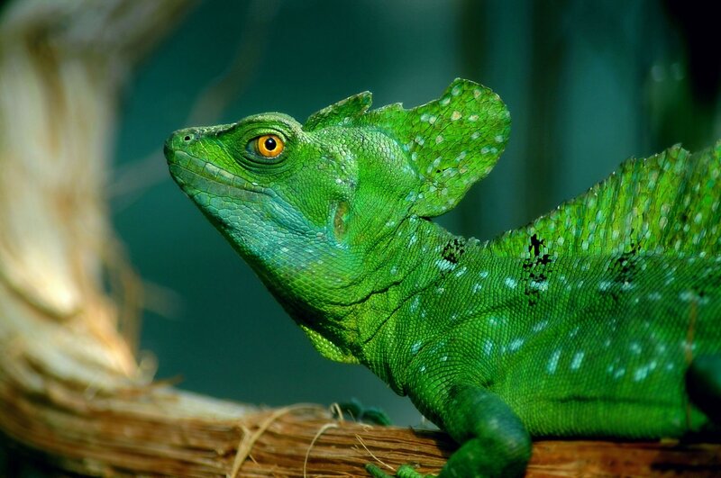 green basilisk lizard on branch