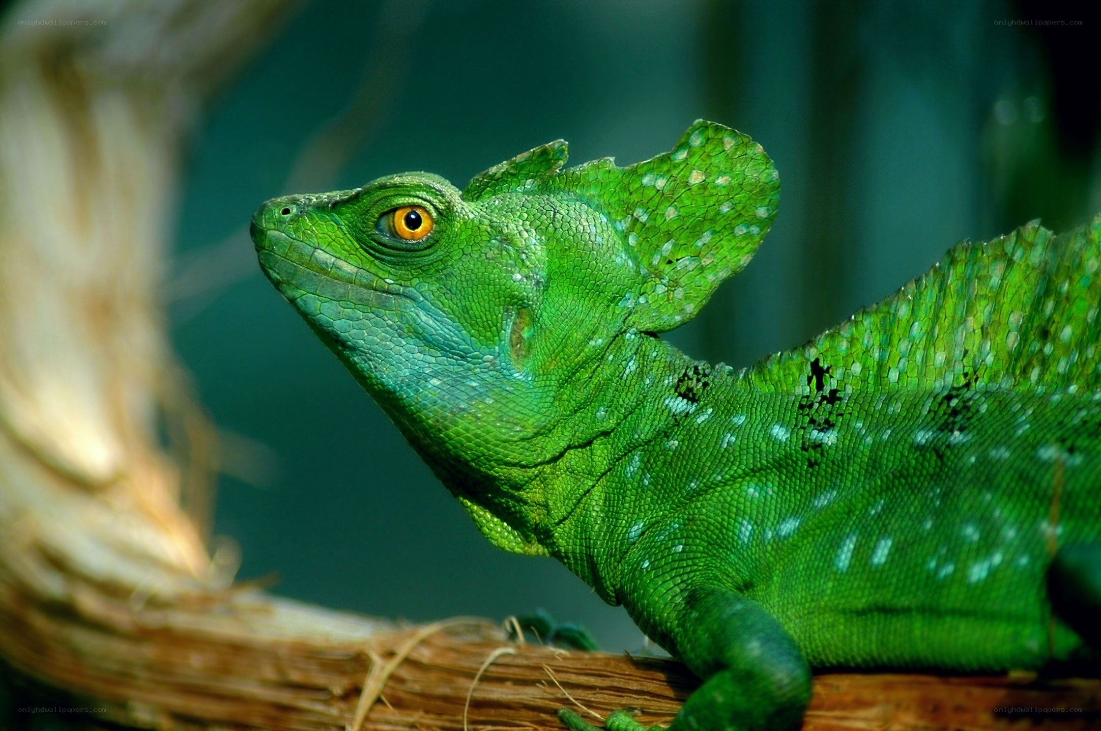 green basilisk lizard on branch