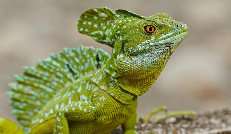 Green basilisk lizard with frill