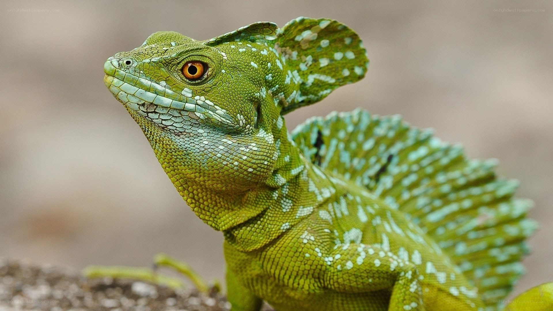green basilisk lizard