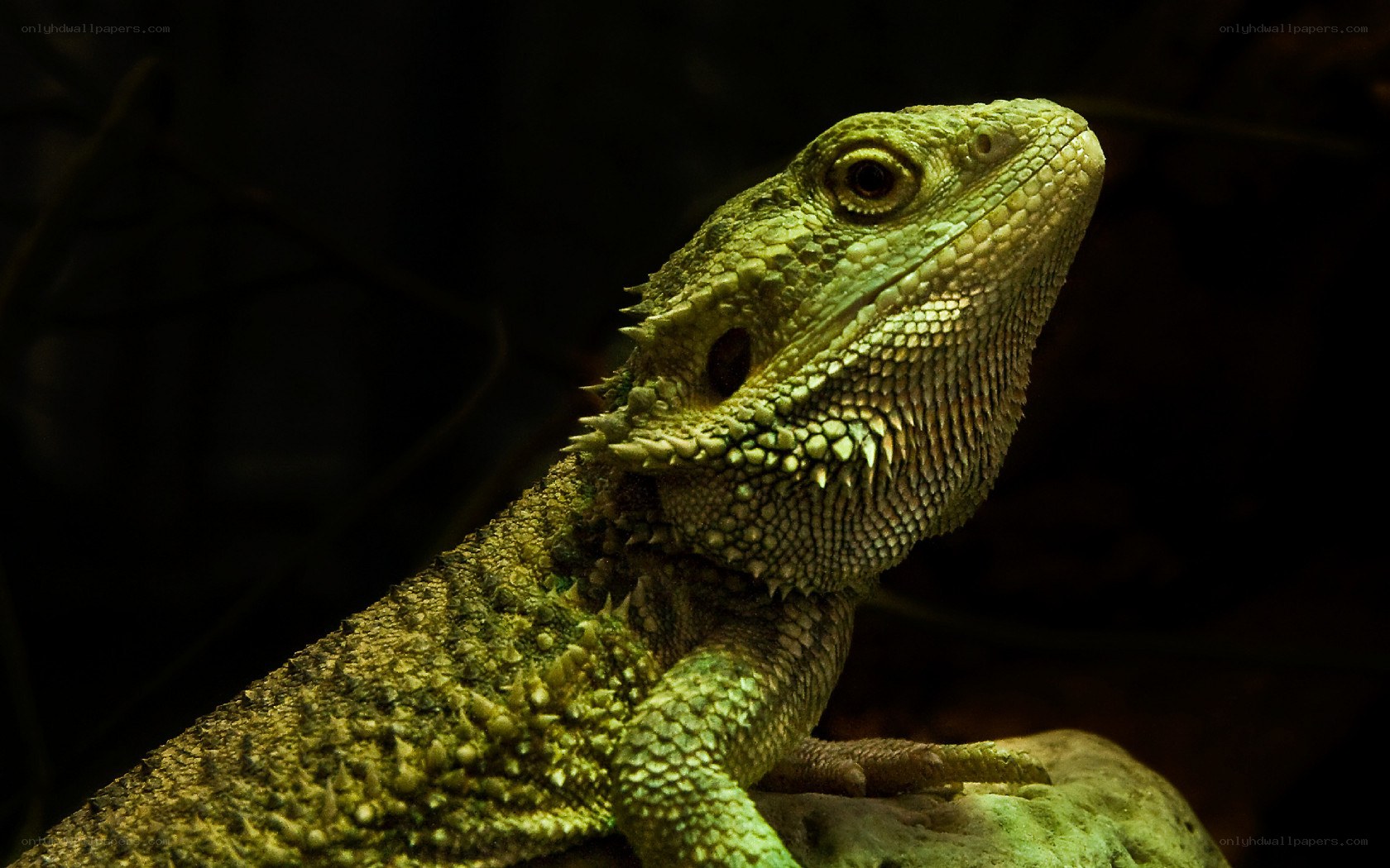 green bearded dragon lizard