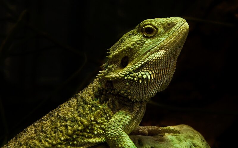 Green Bearded Dragon