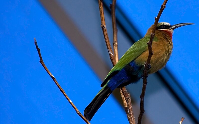Green Bee-eater Bird — Blue