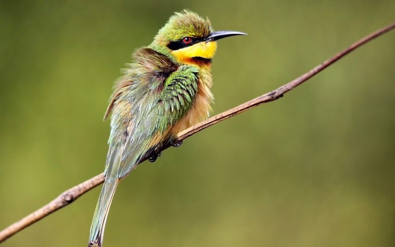 Green Bee-eater Bird — Calm, Afternoon, Photograph, Branch, Forest