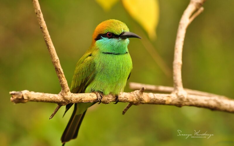 Green Bee-eater Bird — Calm, Afternoon, Photograph, Branch