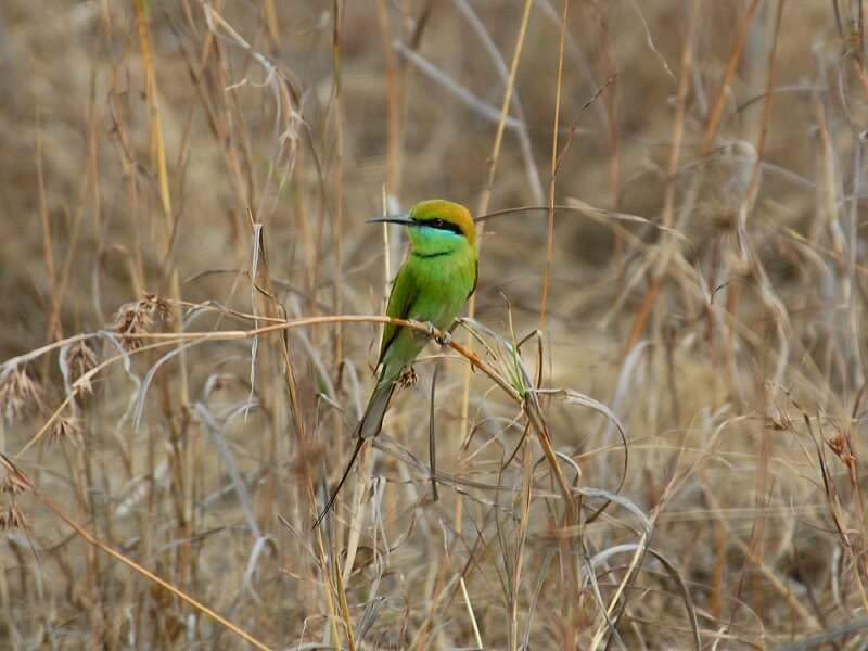 Green Bee-eater Bird — Calm, Afternoon