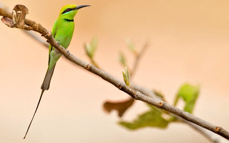 Green Bee-eater Bird — Calm, Morning