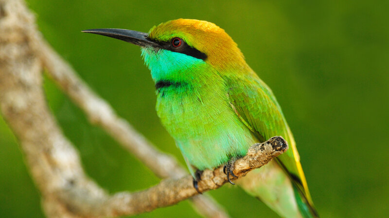 Green Bee-eater Bird — Calm, Photograph, Branch, Forest