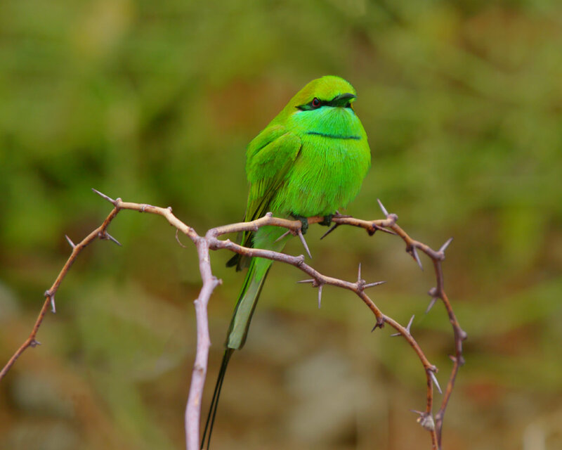 Green Bee-eater Bird — Calm, Photograph, Branch, Thorns