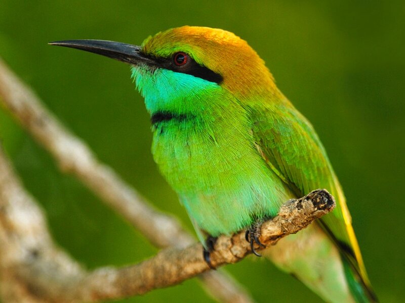 Green Bee-eater Bird — Calm, Photograph, Branch