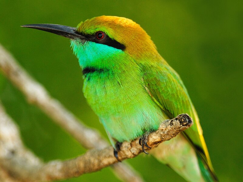 Green Bee-eater Bird — Calm, Photograph