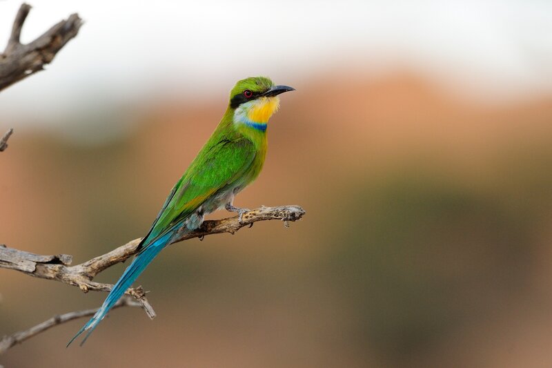 Green Bee-eater Bird — Calm, Sunset