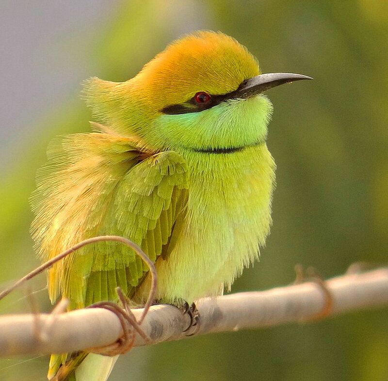 Green Bee-eater Bird — Calm