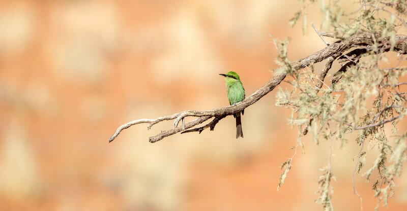 Green Bee-eater Bird — Serene