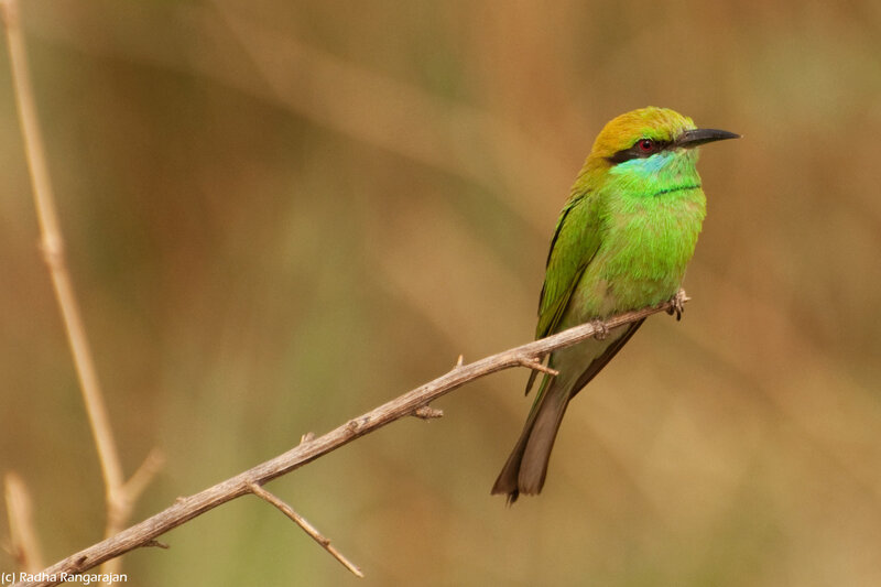 Green Bee-eater Bird