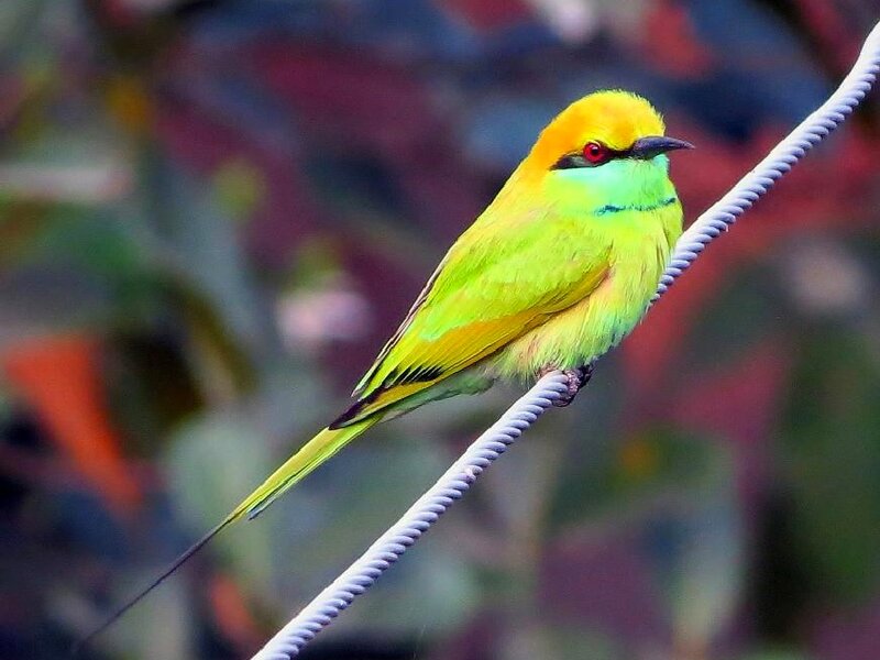 Green Bee-eater Bird — Yellow