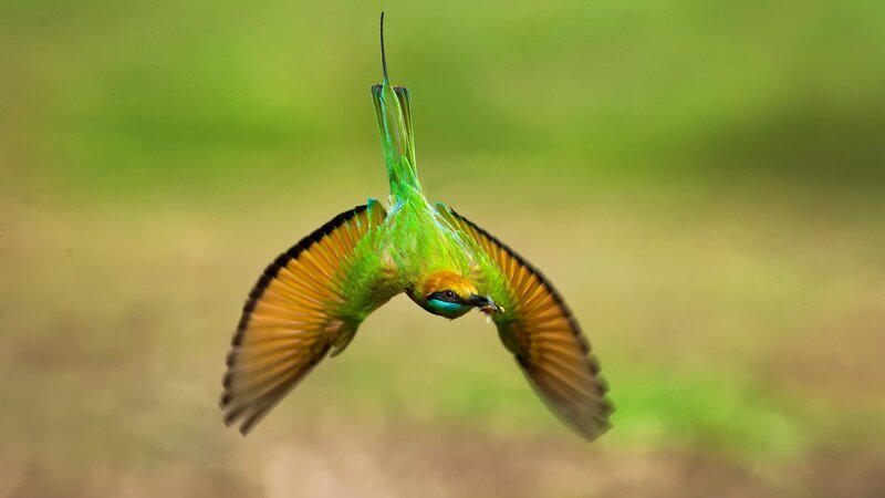 Green Bee-eater in Flight — Dynamic, Photograph