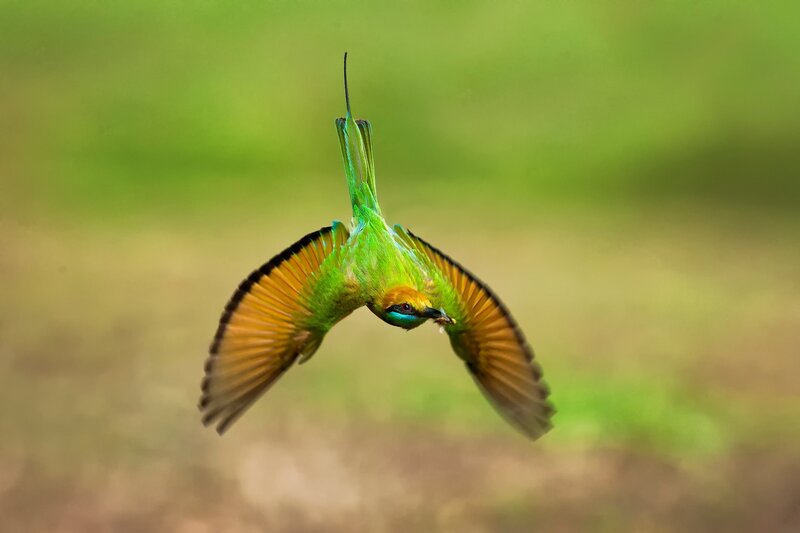 Green Bee-eater in Flight
