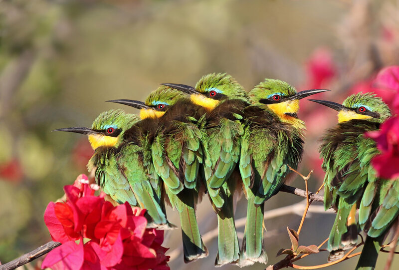 Green Bee-eaters on Branch — Calm