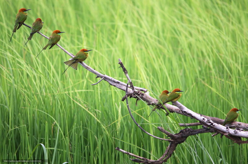 Green Bee-eaters on Branch — Serene, Afternoon