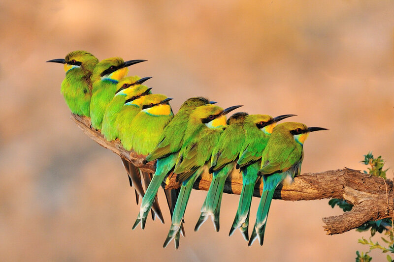 Green Bee-eaters on Branch