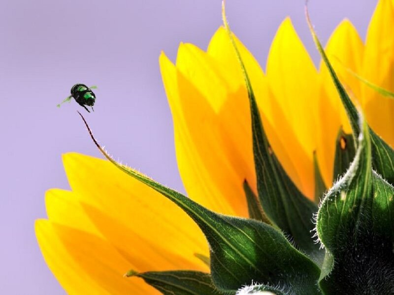 Green Bee Near Sunflower