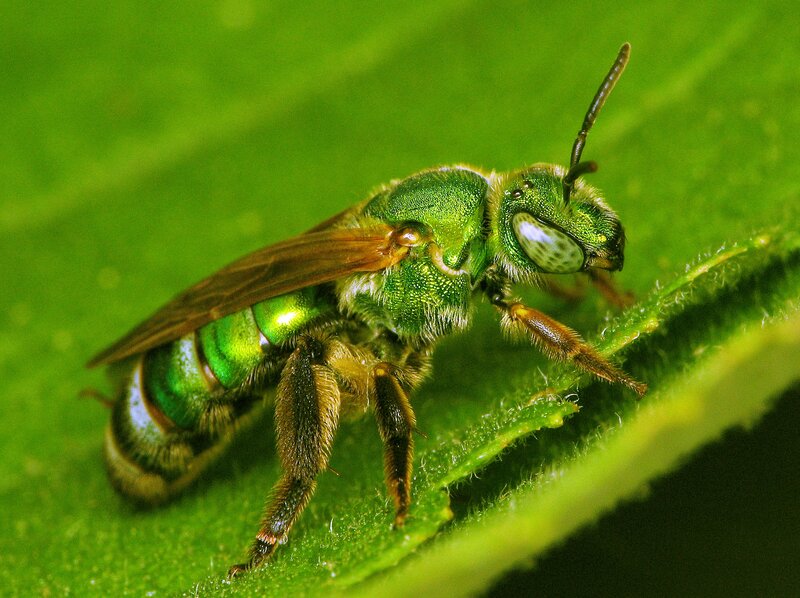 Green bee on a leaf