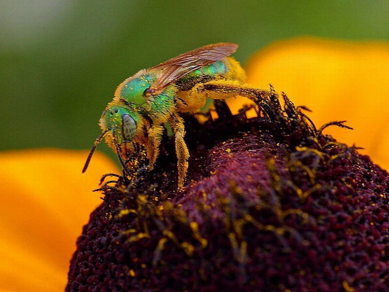 Green Bee on Flower — Natural