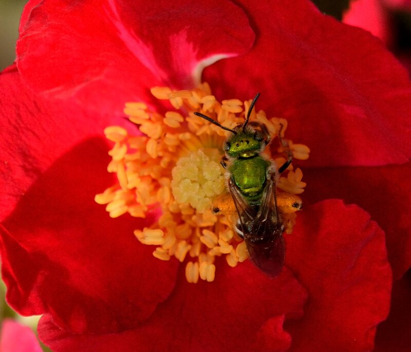 Green Bee on Flower — Red