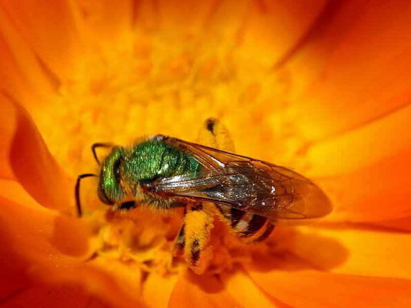 Green Bee on Flower