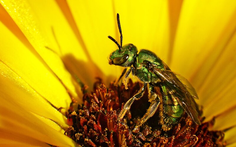 Green Bee on Flower — Yellow