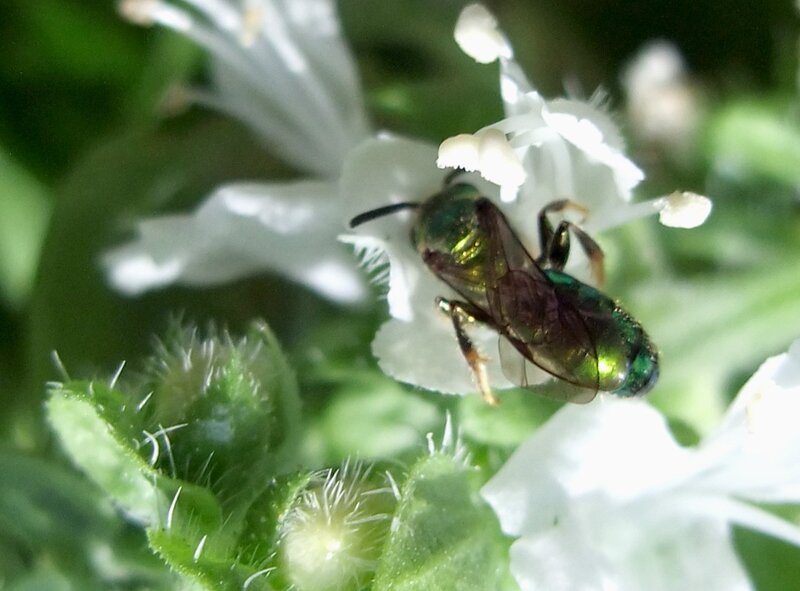green bee on white flower