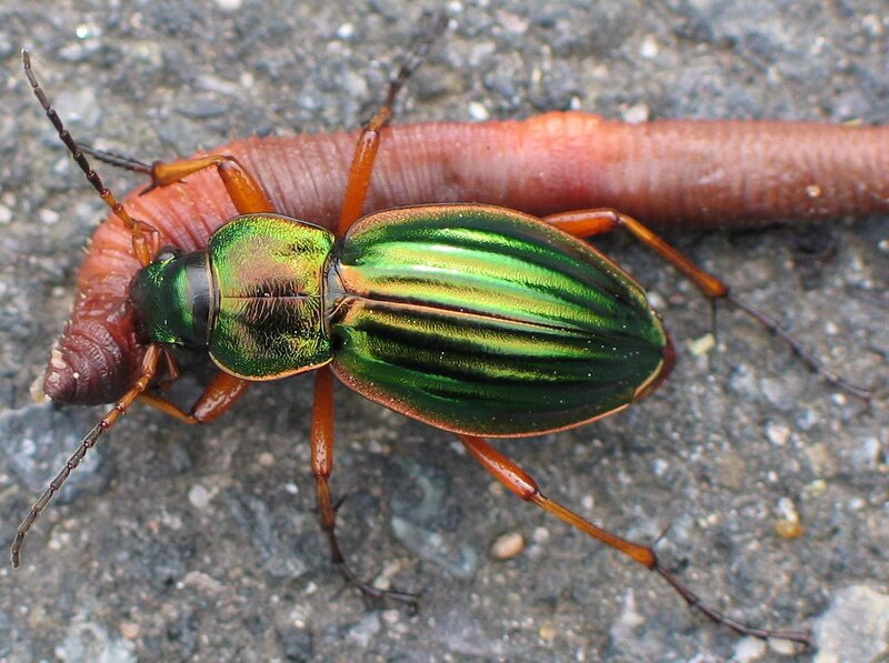 Green beetle eating worm