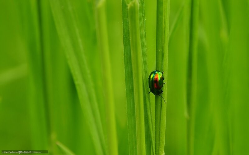 Green beetle on a blade of grass
