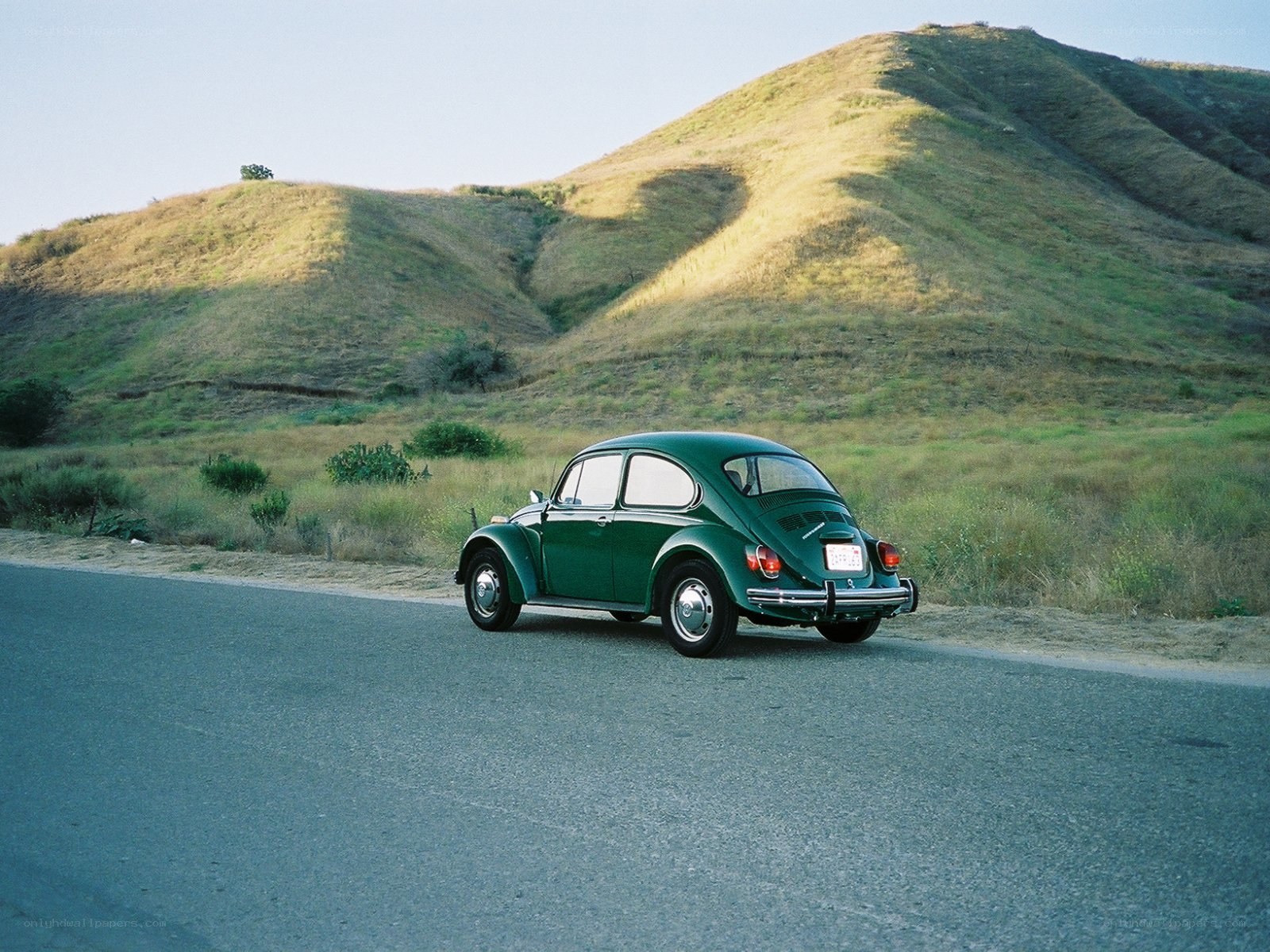 Green Beetle on a Country Road