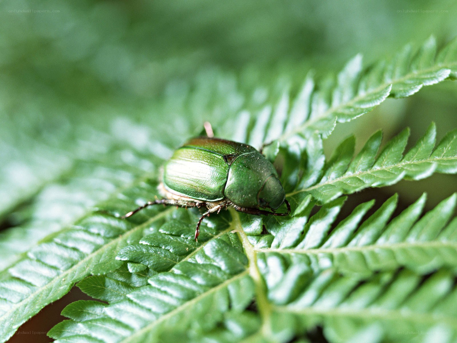 green beetle on a fern leaf