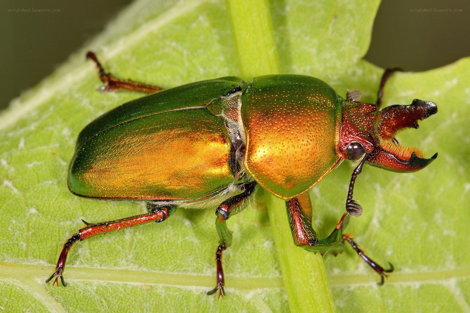 green beetle on a leaf