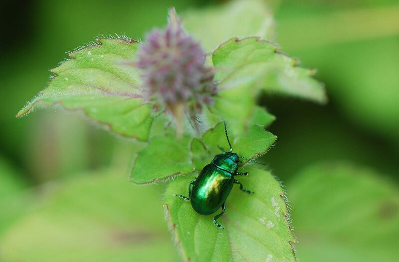 green beetle on a leaf