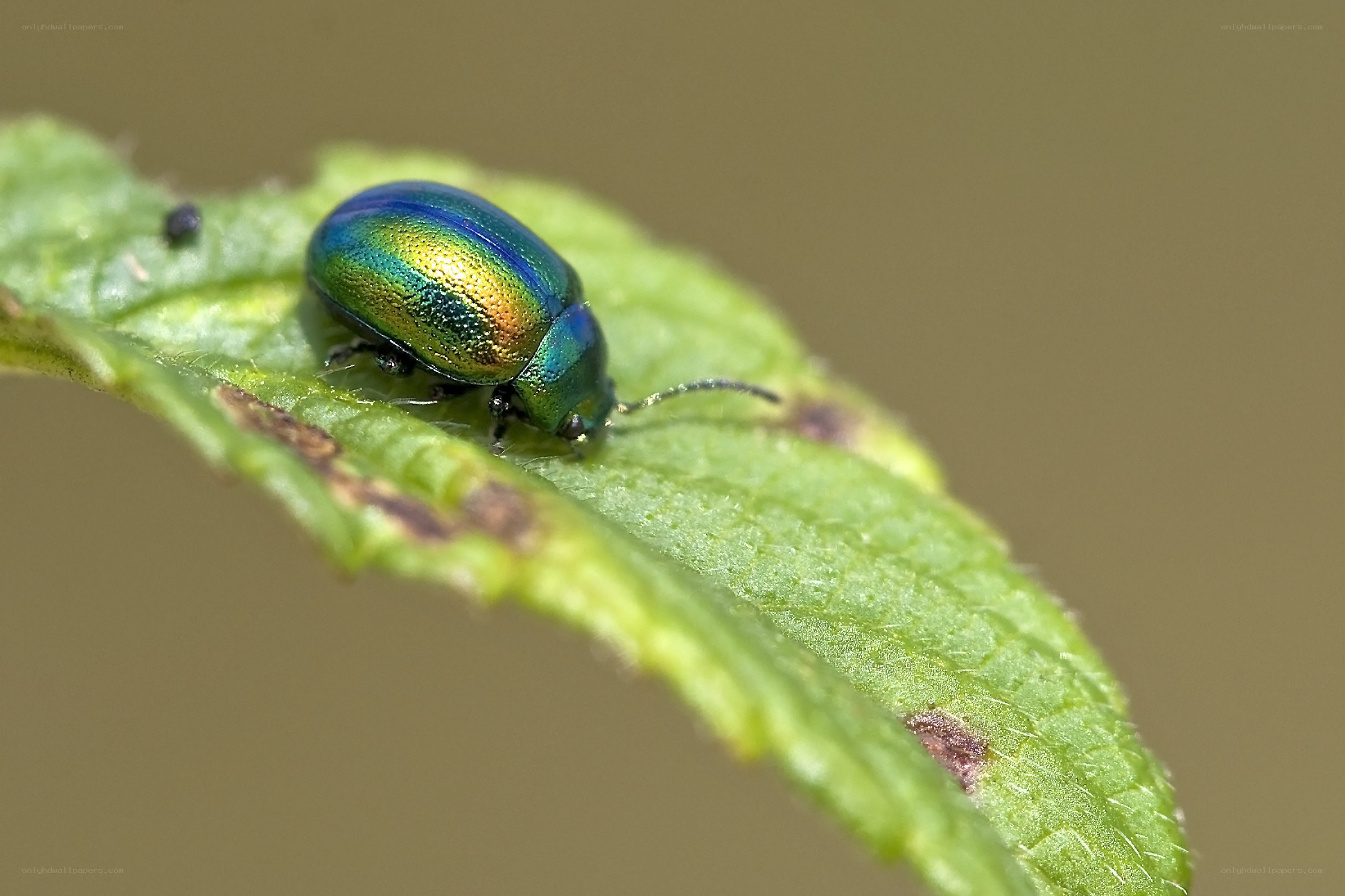 green beetle on a leaf