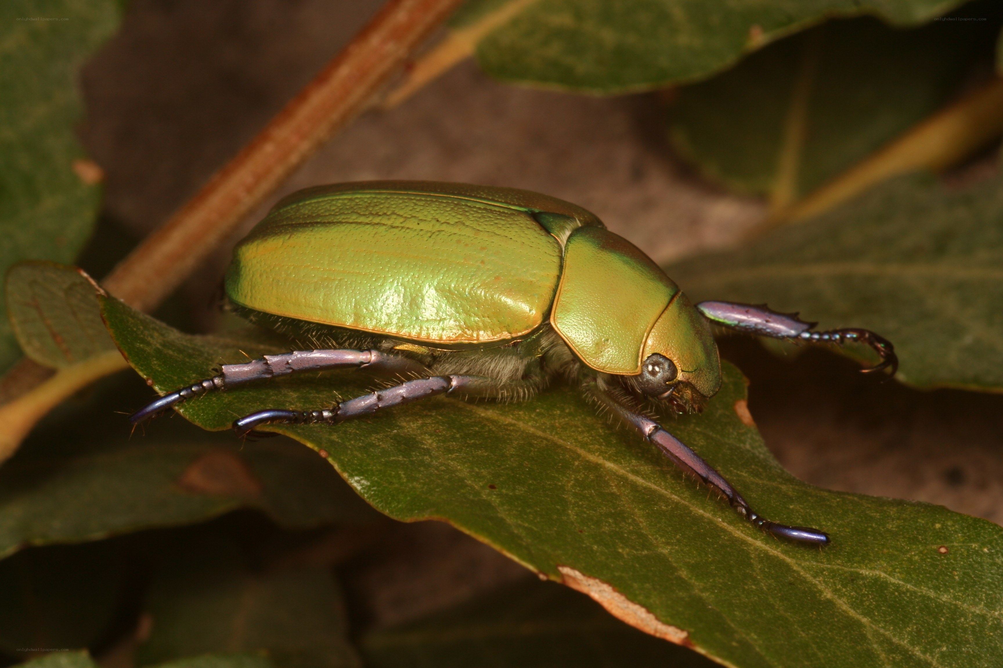 green beetle on a leaf