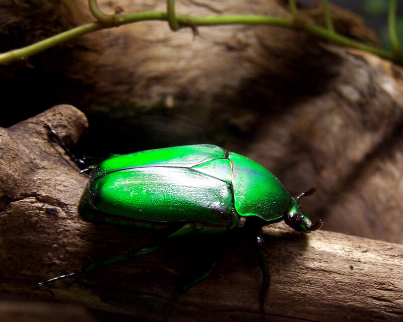 green beetle on a log