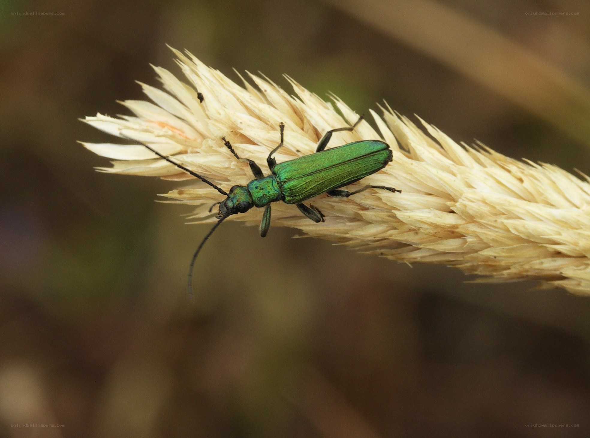 green beetle on a plant