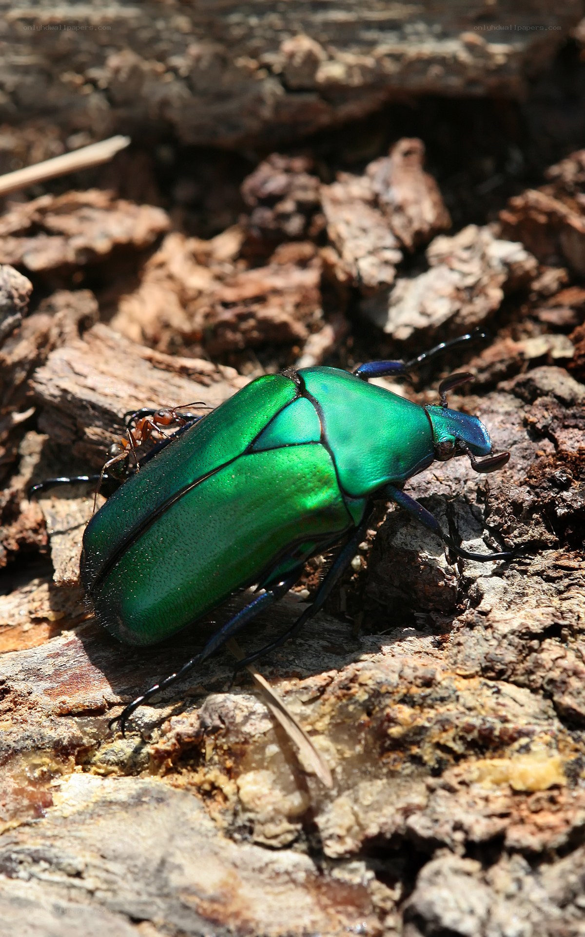 green beetle on bark