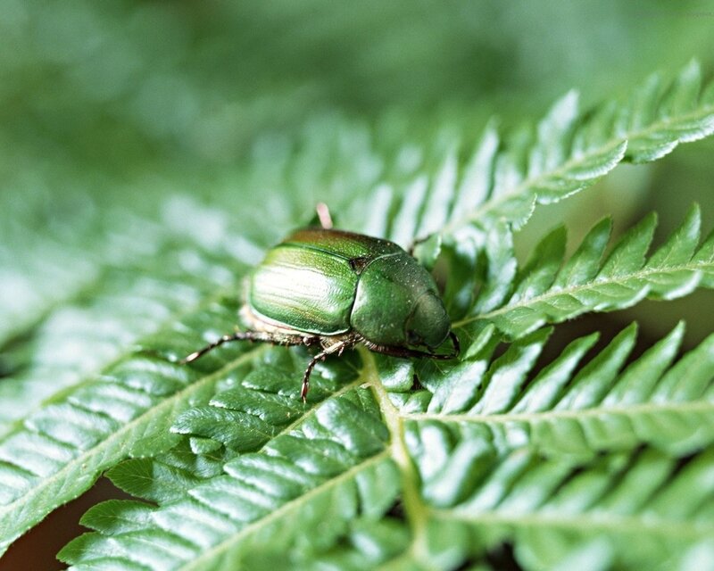 Green Beetle on Fern