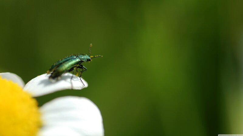 Green Beetle on Flower — Calm