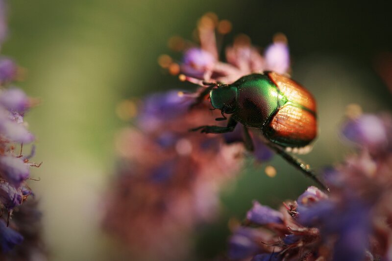 Green Beetle on Flower — Natural, Afternoon