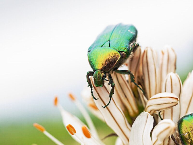 Green Beetle on Flower — Natural, Morning
