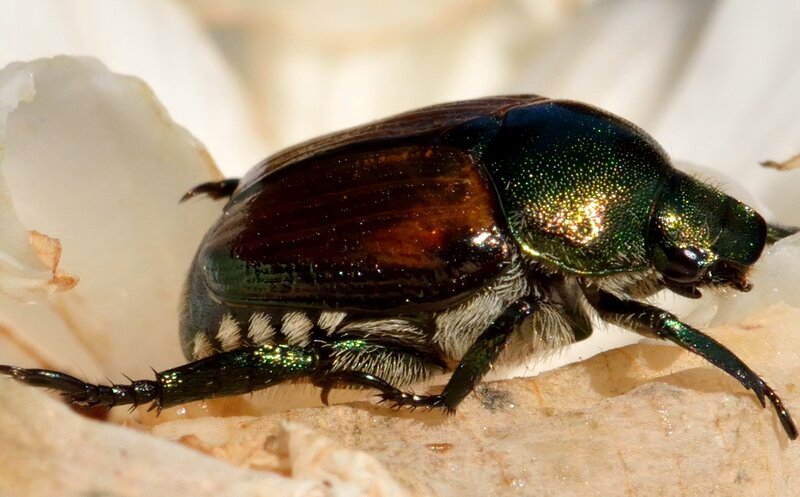 Green Beetle on Flower — Natural