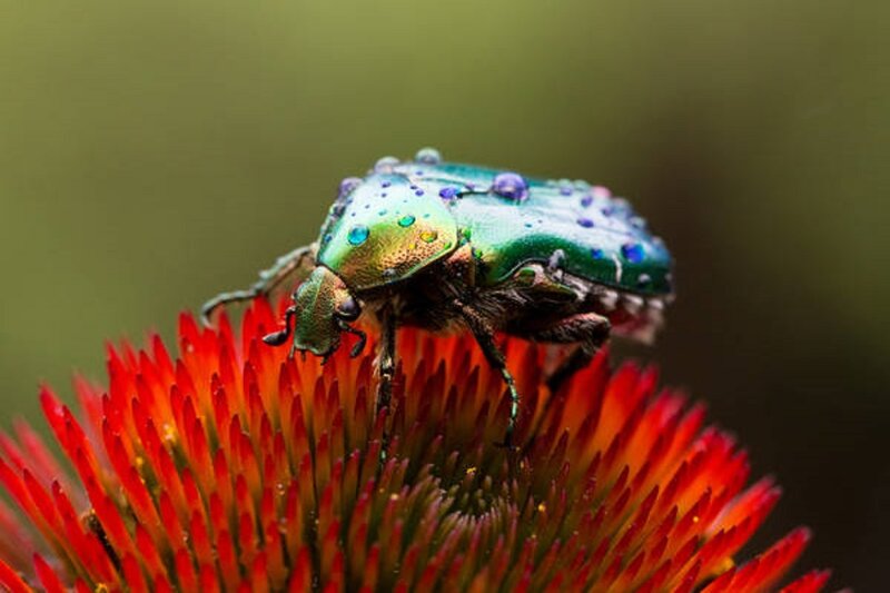 Green Beetle on Flower — Red