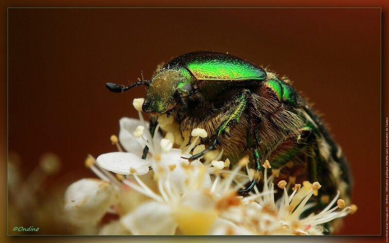 Green Beetle on Flower